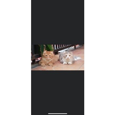 KUCING KITTEN SCOTTISH FOLD AND STRAIGHT