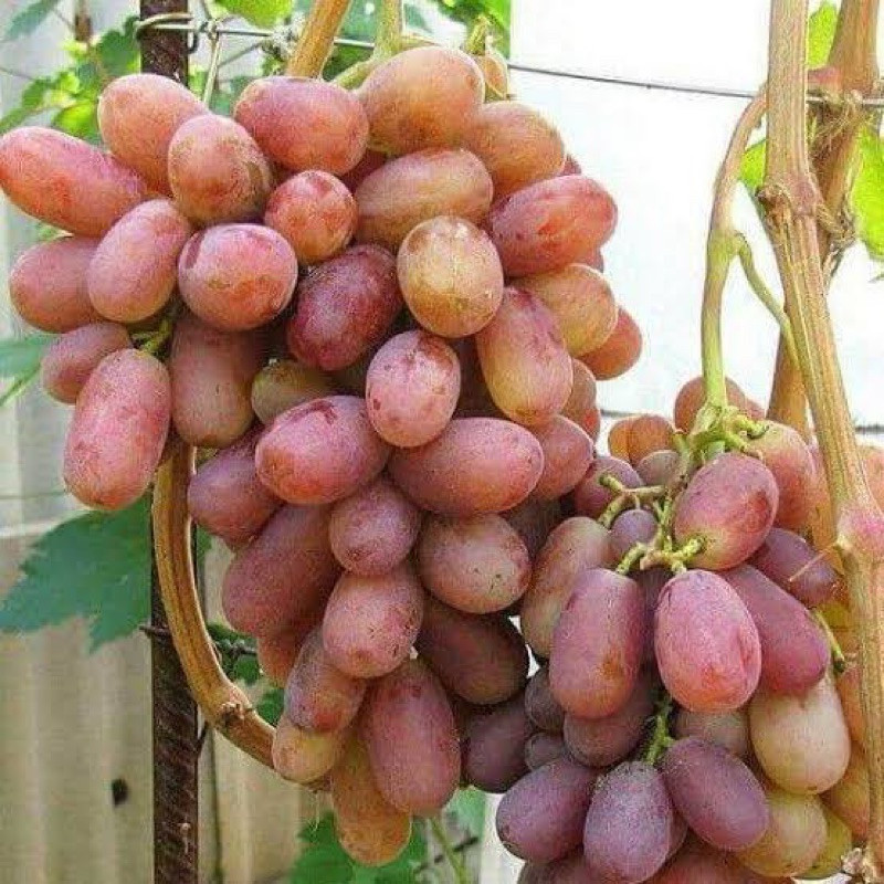 Bibit Anggur Angelica Premium Import Benih Buah Anggur Bibit Tanaman Anggur Merah Hijau Berkualitas 