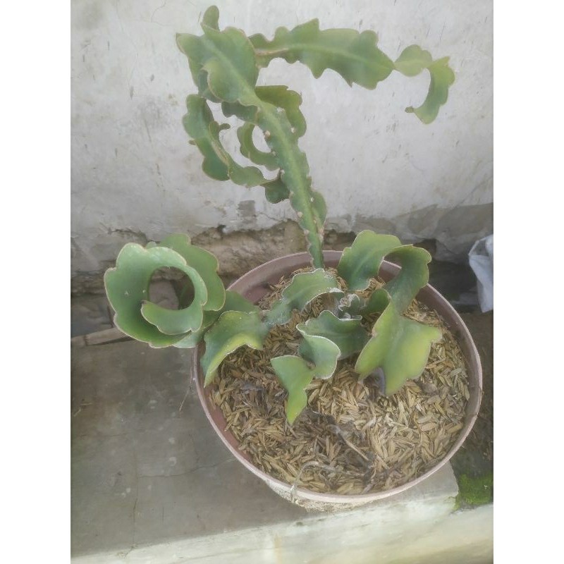 Wijaya Kusuma Keriting