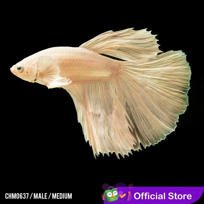 Betta Halfmoon Platinum White Feather Tail / Cupang Platinum Putih