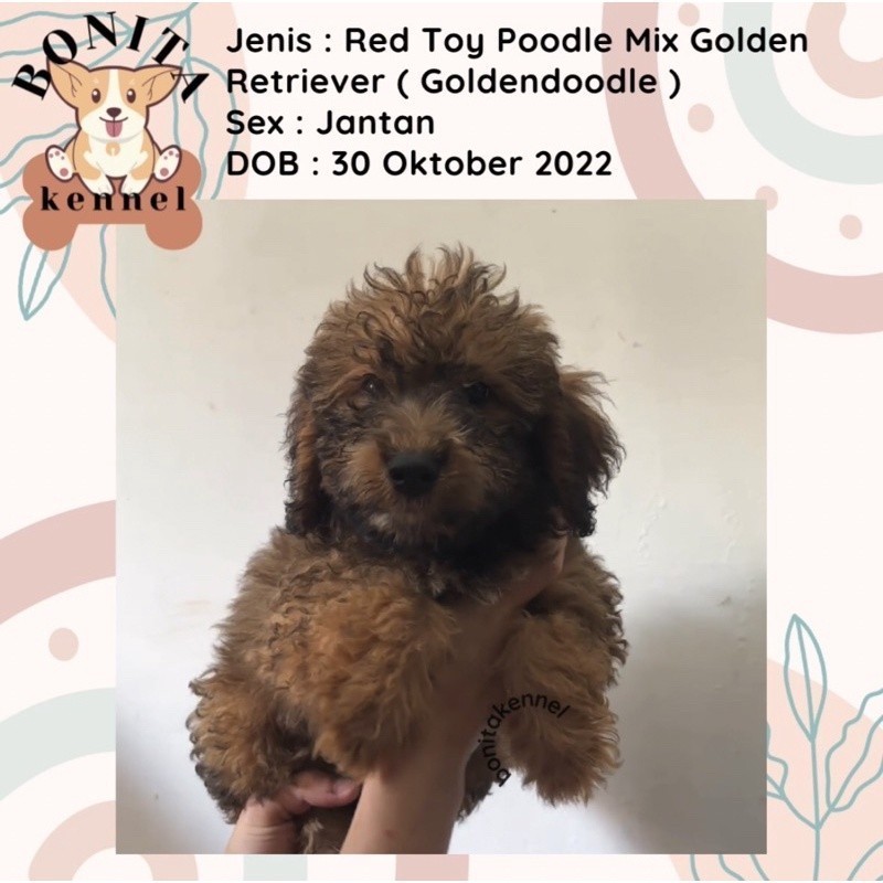 Anakan Anjing Golden Retriever Mix Red Toy Poodle