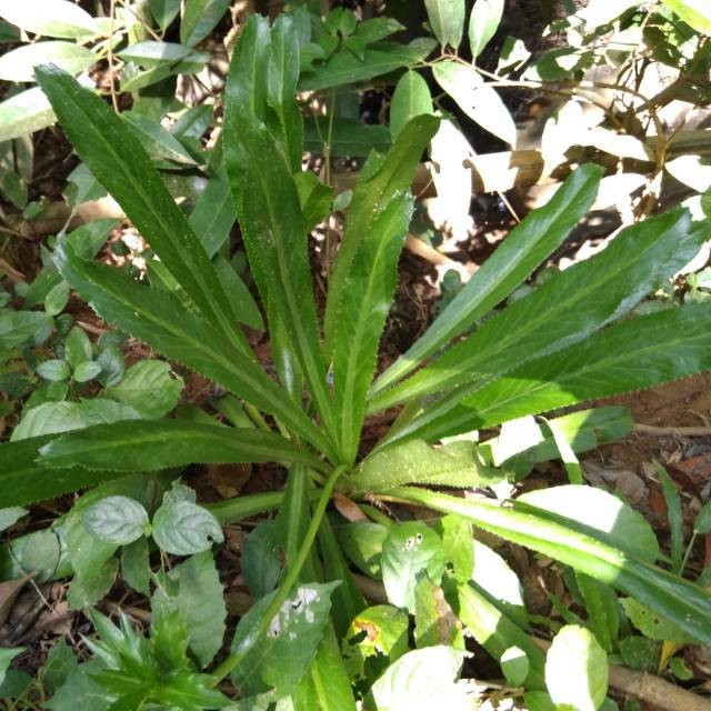 

Terlaris Daun walang sangit atau walang cina segar 500gram organik siap petik