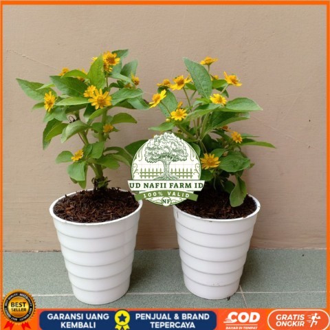 Tanaman Hias Bunga Matahari Mini Bibit Tanaman Super Unggul UD NAFII FARM ID
