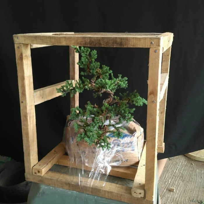 

Tambahan Peking Kayu Ukuran 60cm Large Gratis Free Kardus Full Isolasi