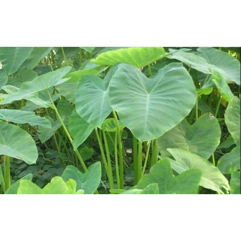 

REMPAH Sayur Batang Talas Lompong Segar 500 Gram Sayuran Fresh Asli