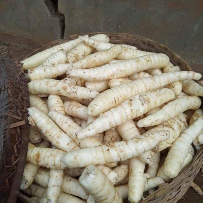 

sagu tepung umbi garut angkrik irut untuk asam lambung