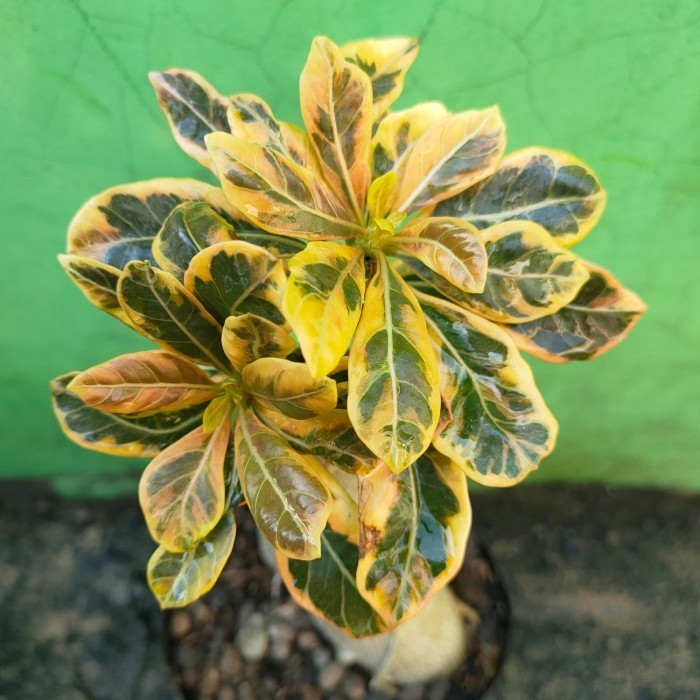 Adenium Socotranum Varigata