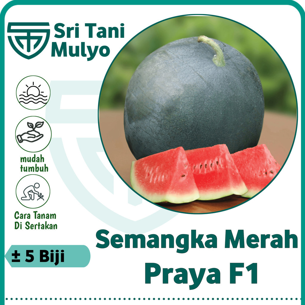 5 Biji - Benih Semangka Merah PRAYA F1 - Bibit Buah Buahan Unggul Semangka Merah Berbiji Bintang Asi