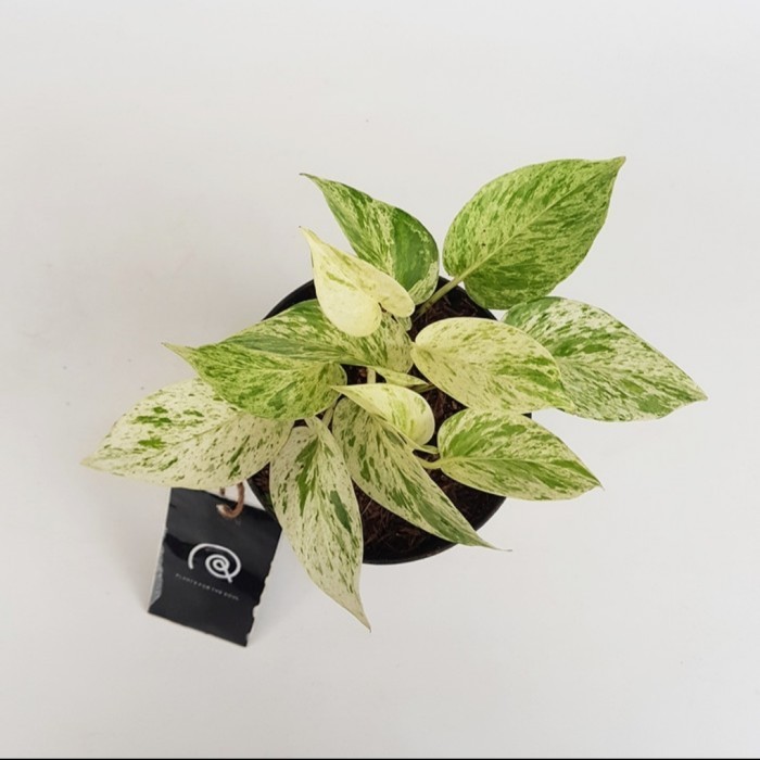 TANAMAN HIAS EPIPREMNUM MARBLE QUEEN - SIRIH GADING VARIGATA