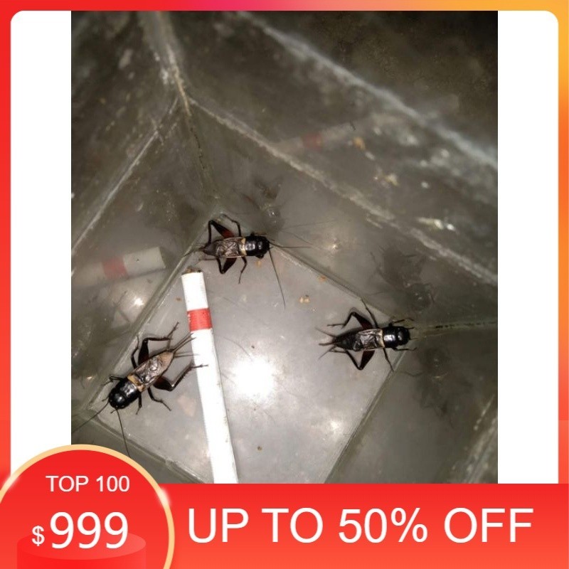 jangkrik aduan/jangkrik genggong/jangkrik kalung