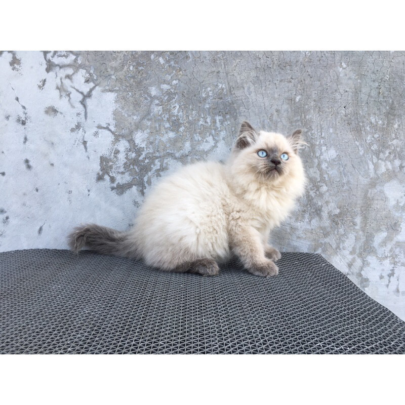 Kucing Persian Himalaya