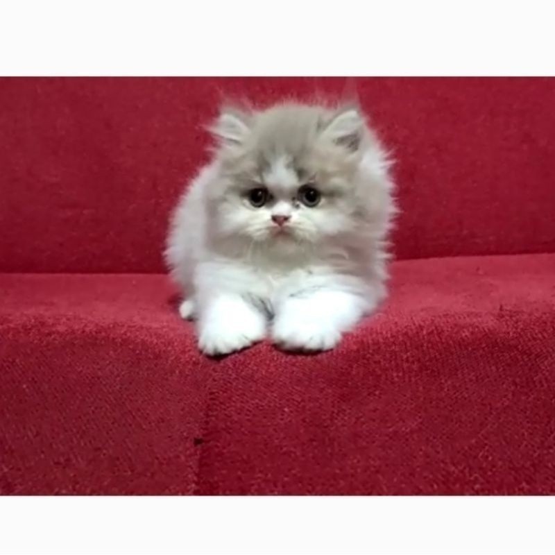 Kucing Persia Anak Kucing Flatnose Abu Abu Putih Peaknose Kitten Himalaya Ragdoll Munchkin Lucu Gembul FREE BONUS