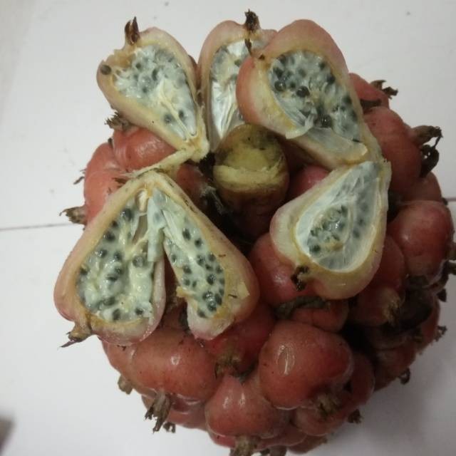 

BUAH HONJE SEGAR PER 1KG ASAM CEKALA/CIKALA/BUAH KCOMBRANG SAYUR FA