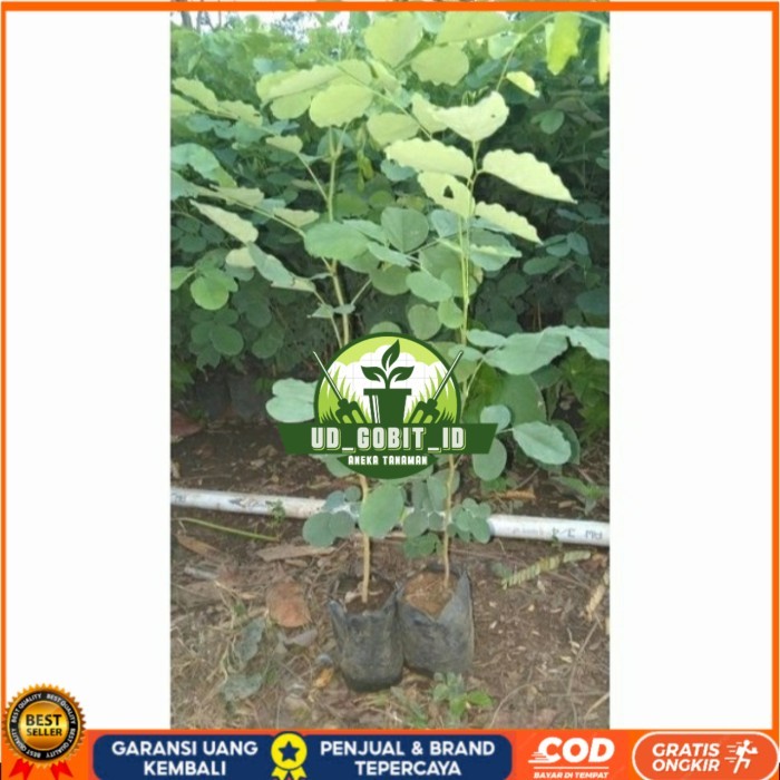 BIBIT TANAMAN POHON KAYU SONOKELING TINGGI 40CM UP Bibit Tanaman Super Unggul UD GOBIT ID