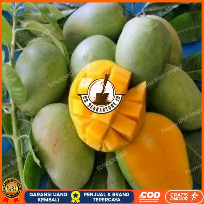 Bibit Mangga Harum Manis Probolinggo Tinggi 2 Meter Batang Besar Bibit Tanaman Super Unggul UD SEANA