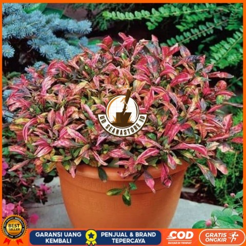 Tanaman Hias Indoor Krokot Merah Bibit Tanaman Super Unggul UD SEANASTORE ID