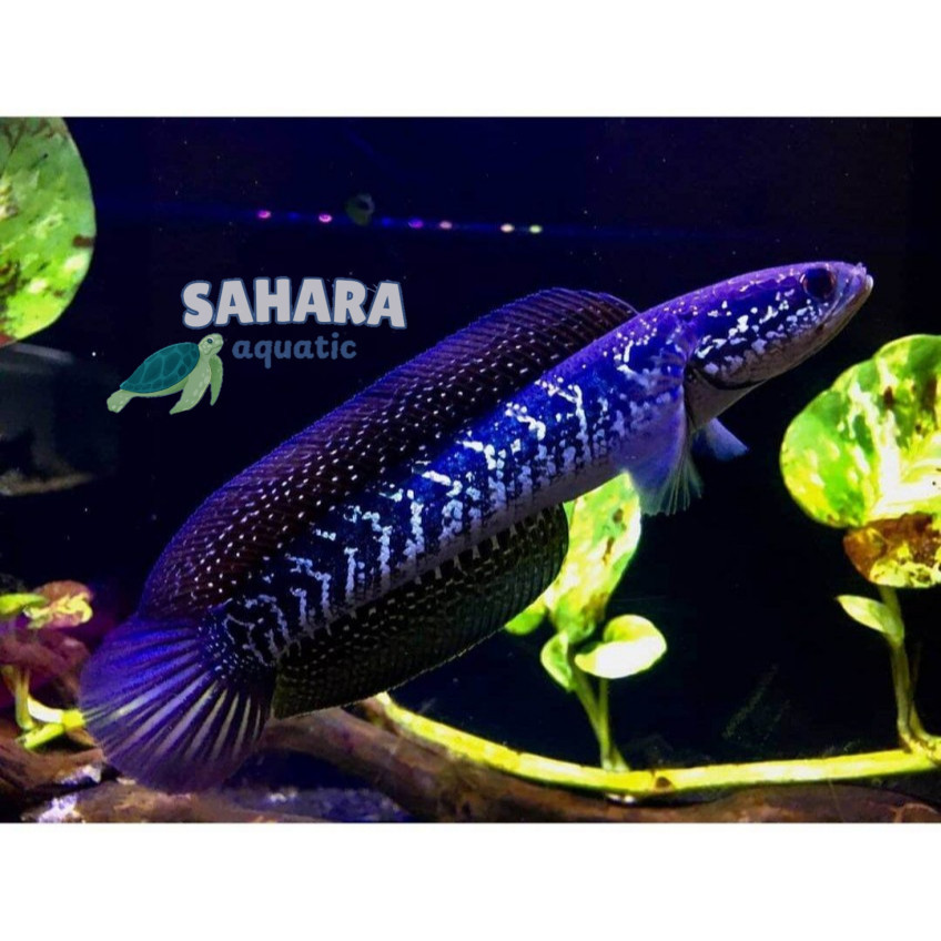 Perlengkapan akuarium CHANNA ASIATICA WS JUMBO 26 CM BAHAN KONTES GRADE A bergaransi