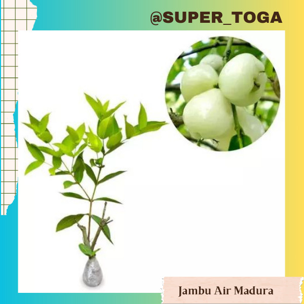 Bibit Jambu Air Camplong Madura hasil sambung/okulasi cepat berbuah 2 tahun bibit jambu air madura b