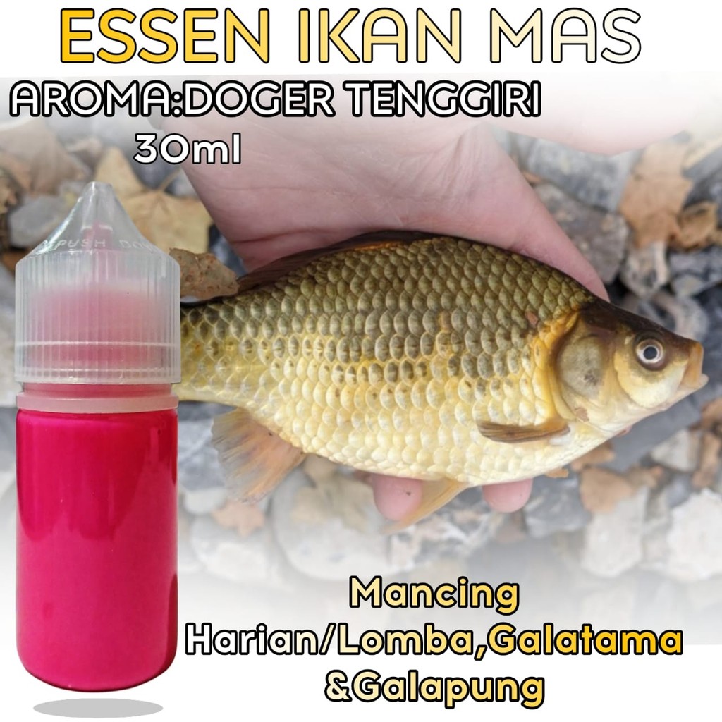 Essen ikan mas doger tenggiri, essen ikan mas galatama, essen ikan mas galapung, essen ikan mas hari