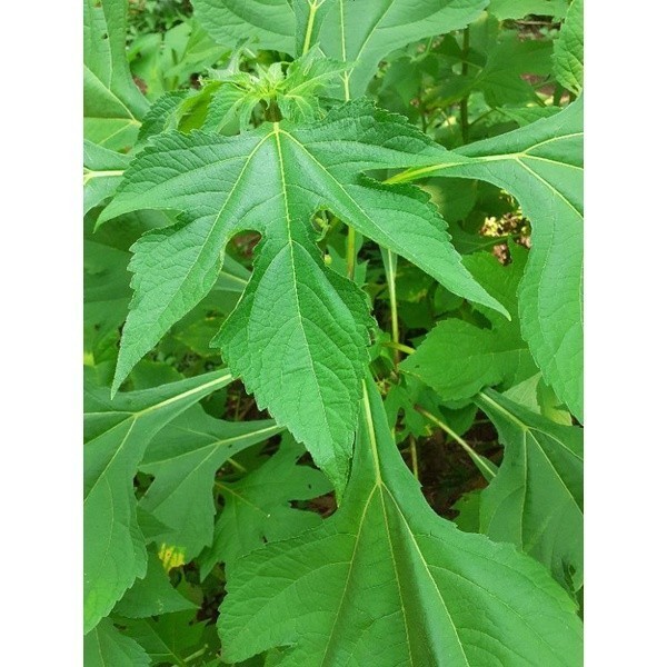 

daun kipait segar 300gr