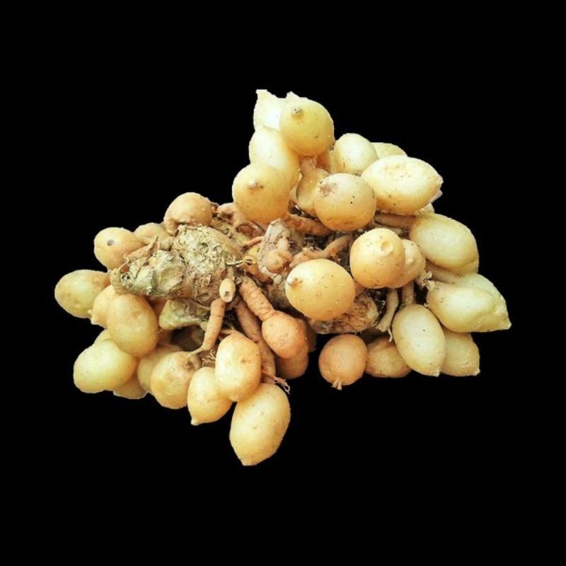 

Kunci pepet/temu pepet 1Kg fresh