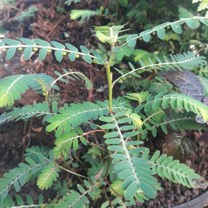 

Redy stok Meniran segar daun meniran Arya cs