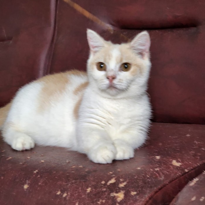 kucing munchkin bsh 6 bulan dah vaksin