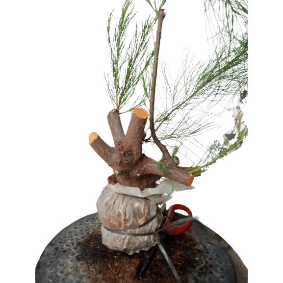 bahan bonsai cemara udang bogel the max prospek akar banyak sehat- Merah