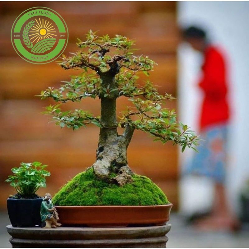PROMO Tanaman Hias Bunga Pusaka - Bahan Bonsai Pusaka
