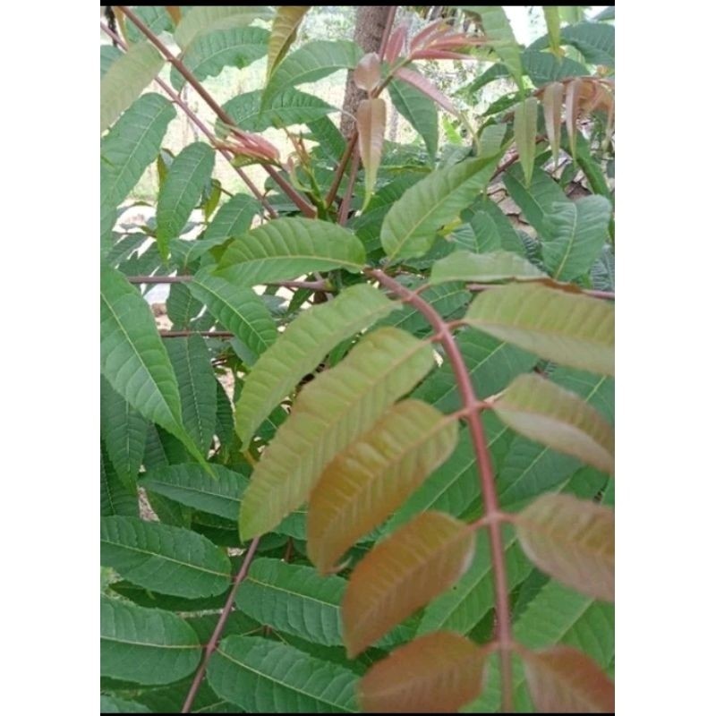 

DAUN SUREN SEGAR 1KG DAUN SURIAN