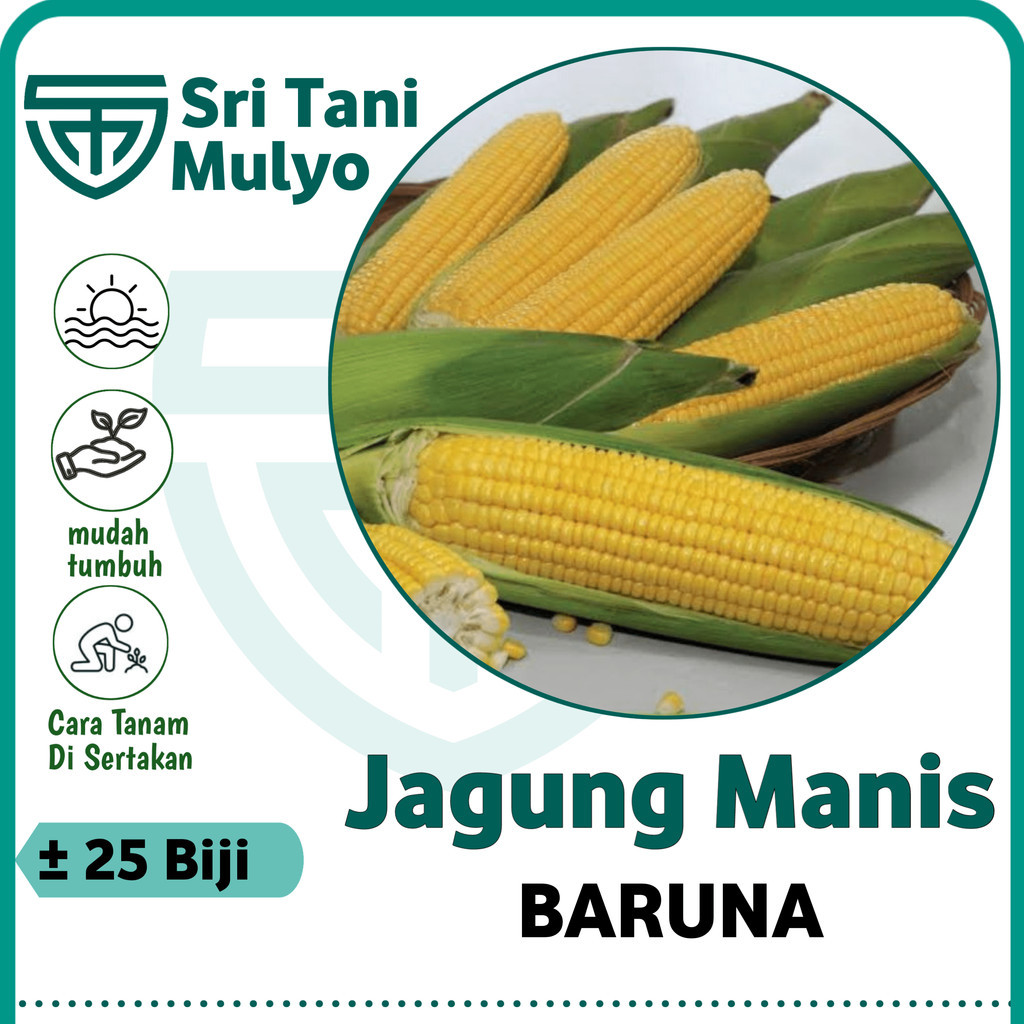 25 Biji - Benih Jagung Manis JAGUAR F1 - Bibit Sayuran Benih Sayuran Jagung Madu Jagung Kuning
