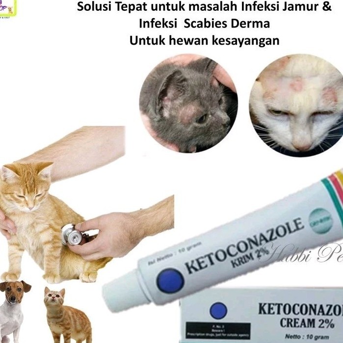 obat Jamur Kucing - salep jamur kucing anjing kelinci ketoconazole Obat Luka Jamur Kucing