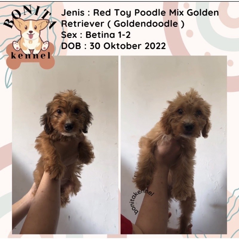 Anakan Anjing Golden Retriever Mix Red Toy Poodle Jantaan