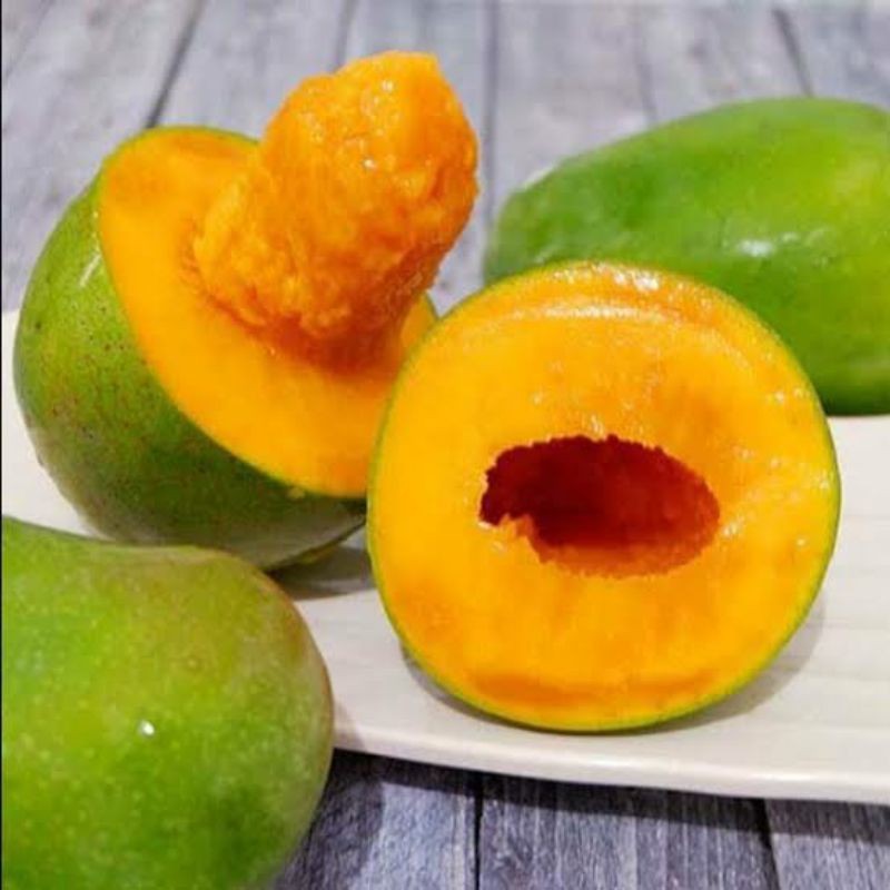 Bibit Tanaman Buah Mangga Alpukat-Bibit Mangga-Bibit Mangga Sambung