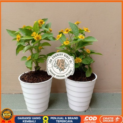 Tanaman Hias Bunga Matahari Mini Bibit Tanaman Super Unggul UD GHANIYY BIBIT ID