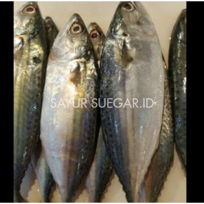 

ikan kembung banjar 1kg
