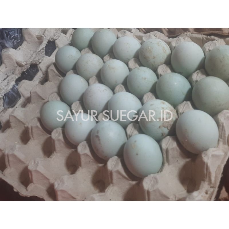 

telur bebek mentah 1 pcs