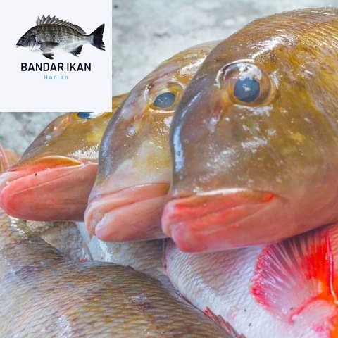 

Ikan Lencam Segar Fresh Dan Berkualitas