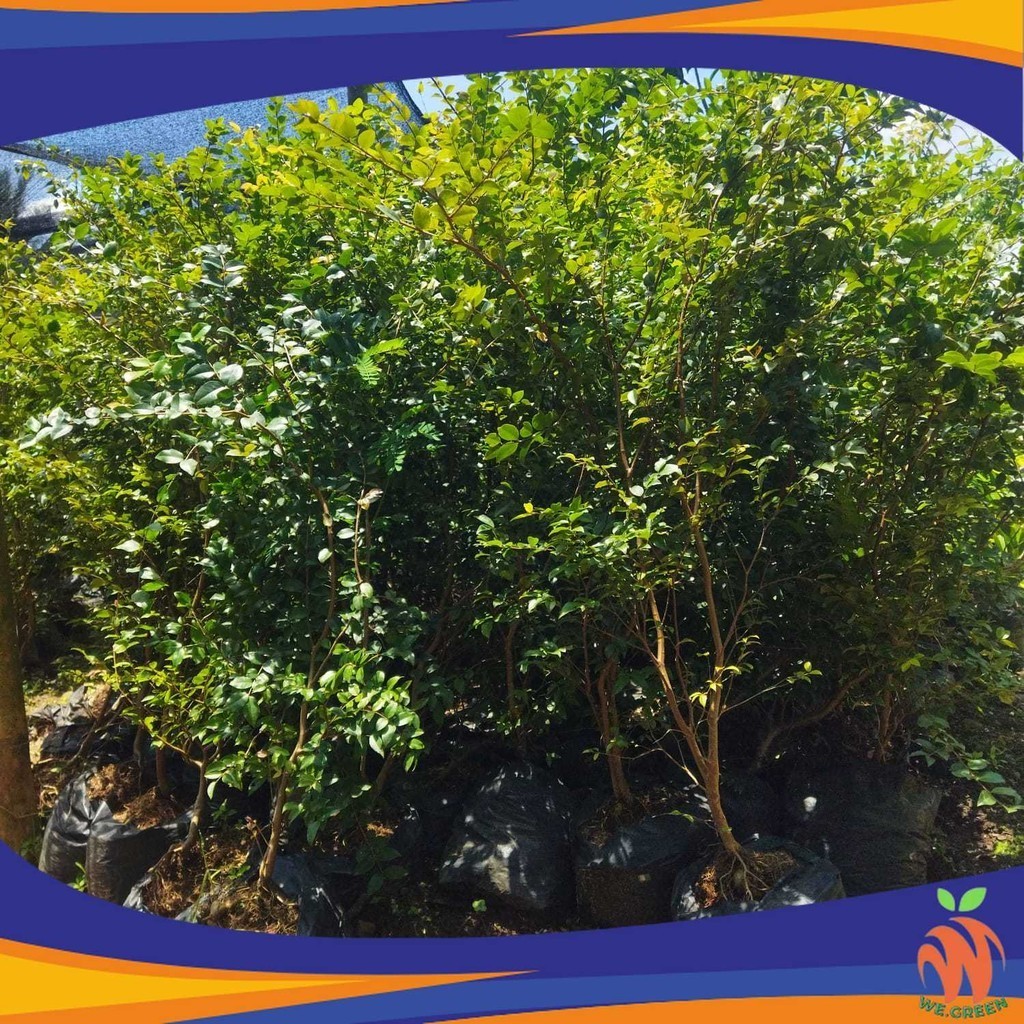 Bibit Anggur Brazil (1 METER UP BATANG BESAR N RIMBUN)