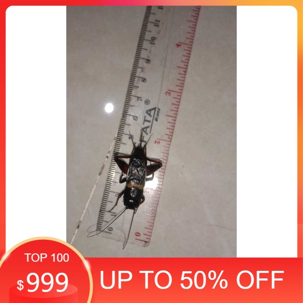 Jangkrik Genggong Aduan Ukuran BIG Jangkrik Ngerik Jeragem  Masteran PengusirTikus