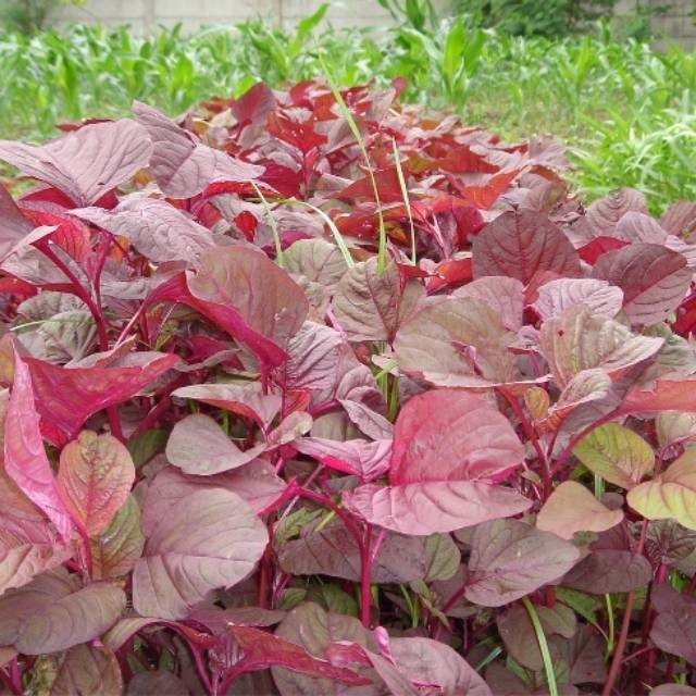 Bibit Sayur Bayam Merah Super - Bibit tanaman Bayam merah bukan benih