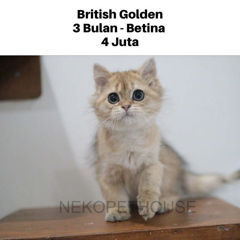British Longhair Golden Anak Kucing Kitten