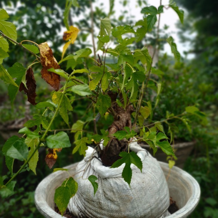 Tanaman Bonsai Besaran Berbuah Pot Ukuran 60cm Sesuai Gambar Kode 0505
