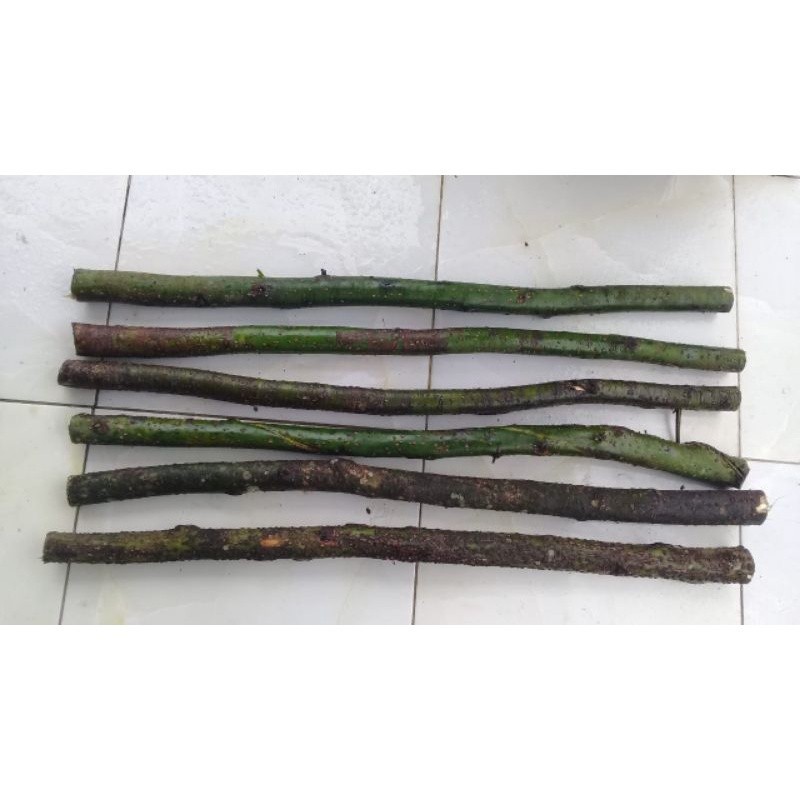 

Kayu lemo (penangkal binatang berbisa, obat, dll)