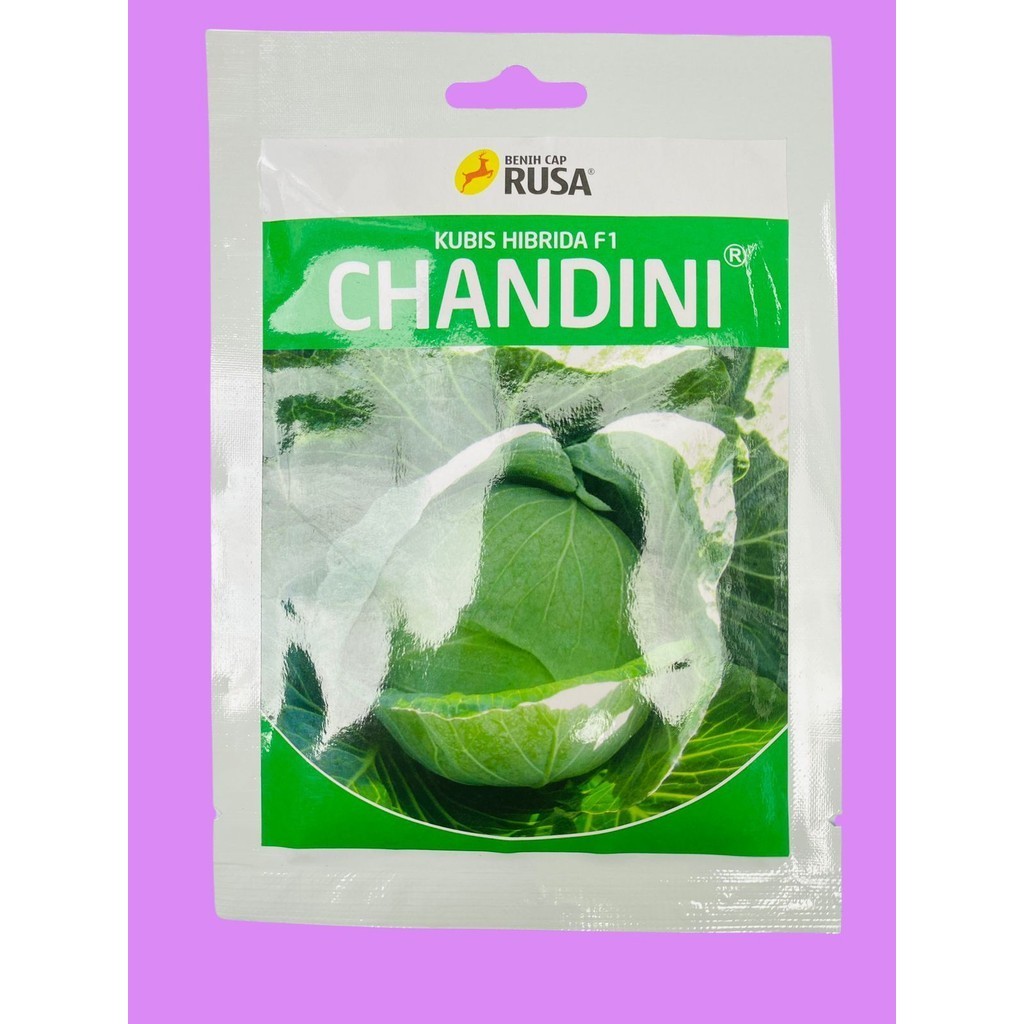 Benih kubis hibrida F1 CHANDINI isi 10gr dari CAP RUSA
