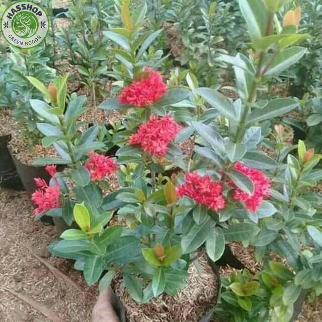 Tanaman bunga asoka india pohon soka india bunga merah