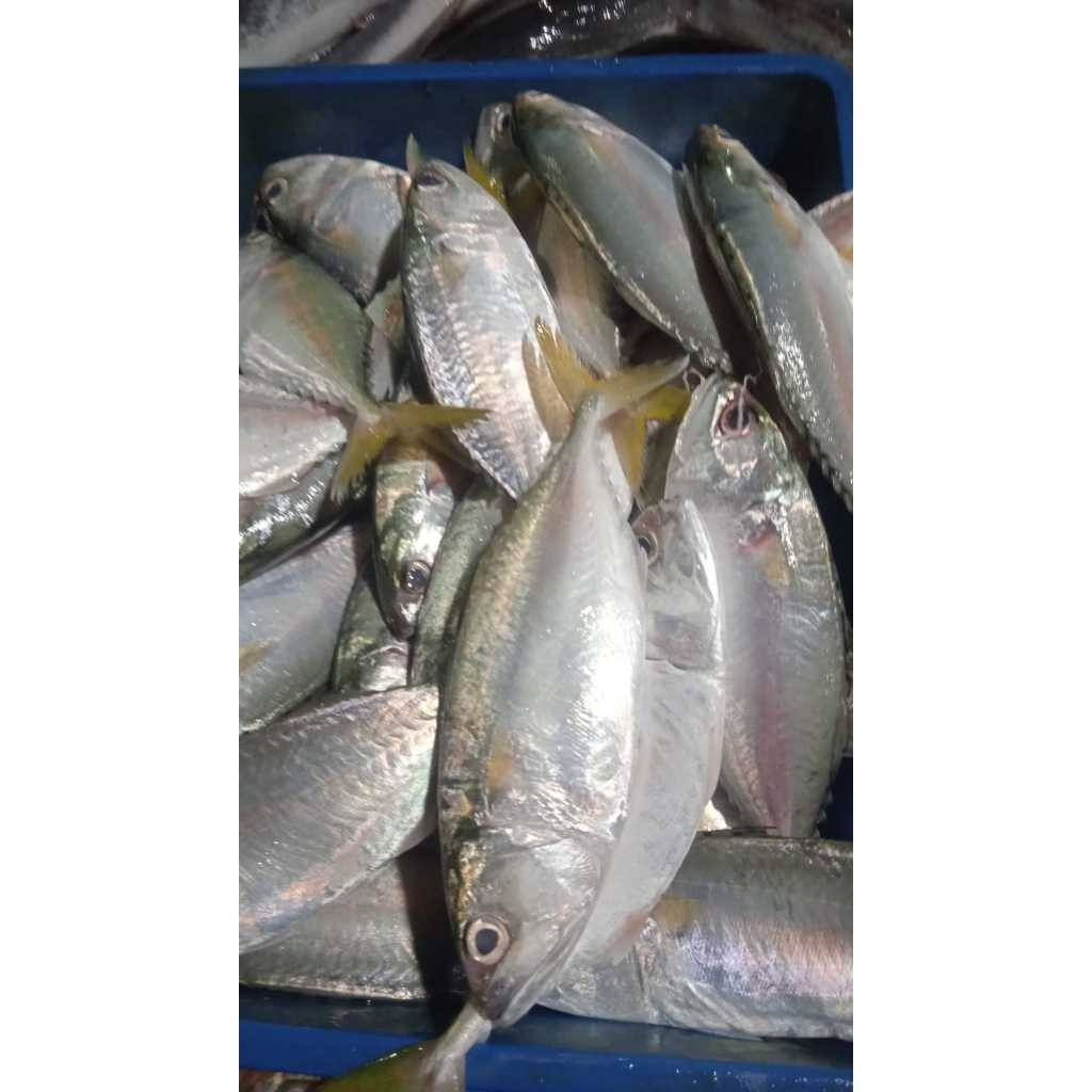 

Ikan Kembung Cewe