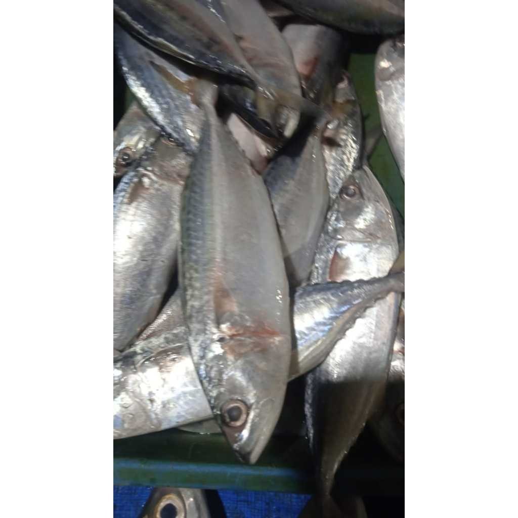 

Ikan Banjar