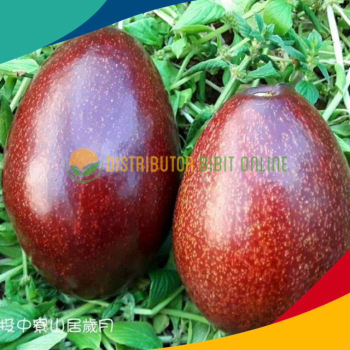 Bibit alpukat red Vietnam super unggul