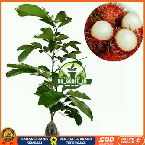 PROMO 3 BIBIT BUAH RAMBUTAN , PARAKAN,BINJAI,ZAINAL MAHANG BERKUALITAS Bibit Tanaman Super Unggul UD